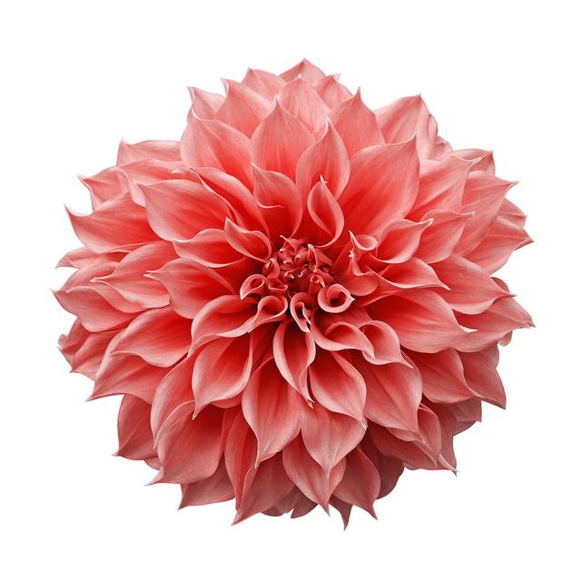 Dahlia Flower 17 Stories Size: 122cm H x 122cm W x 3.8 cm D on Productcaster.