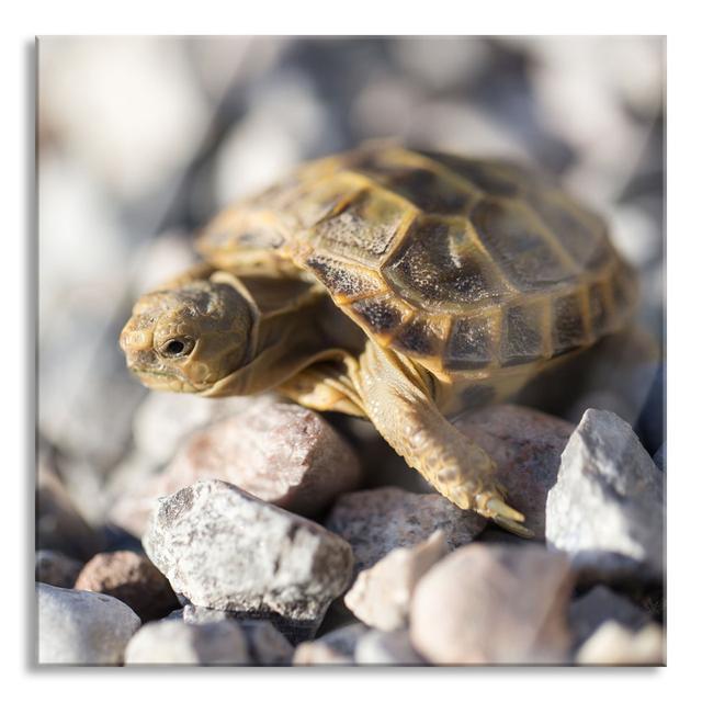 Small Turtle - No Frame Print on Glass 17 Stories Size: 70cm H x 70cm W x 0.4cm D on Productcaster.