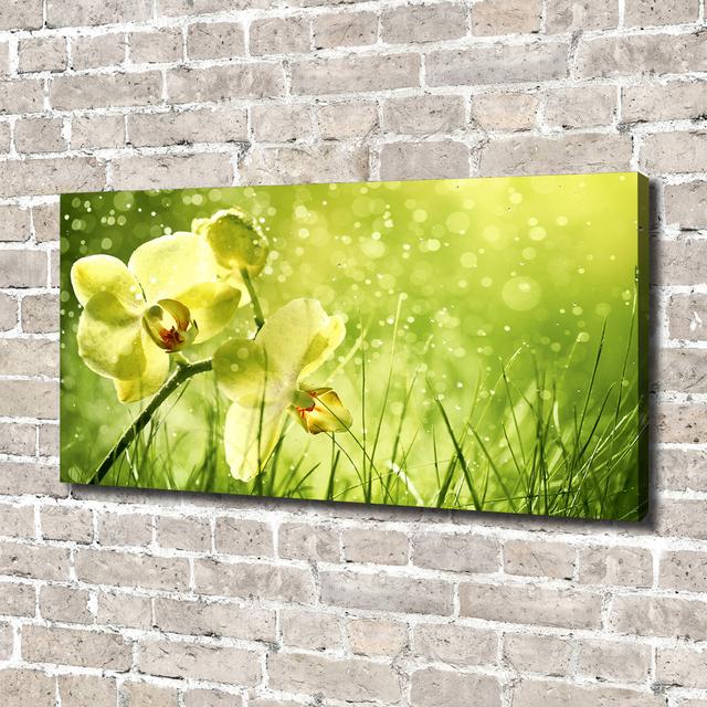 Orchid - Wrapped Canvas Art Prints Brayden Studio Format: Canvas, Size: 70cm H x 140cm W on Productcaster.