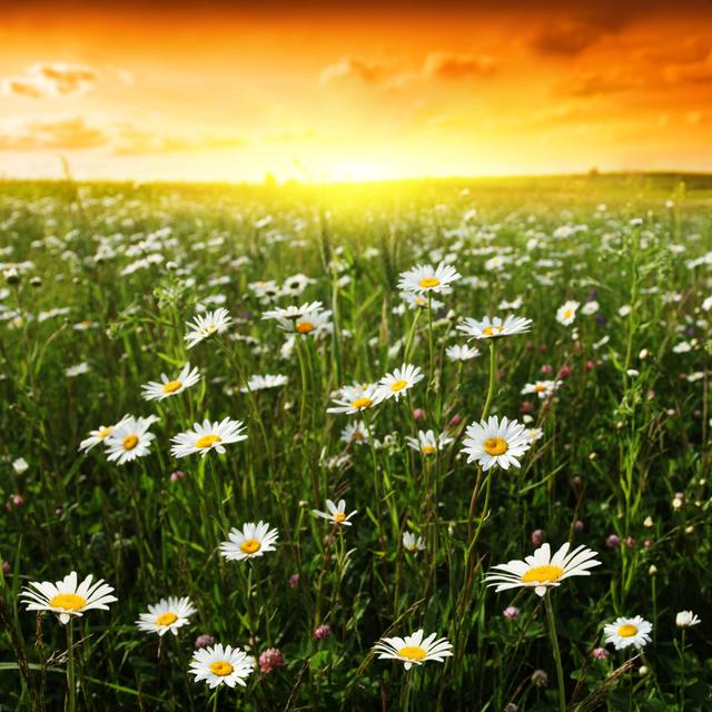 Chonie Sunset Over Daisy Field - Wrapped Canvas Photograph Latitude Run Size: 122cm H x 122cm W x 3.8cm D on Productcaster.