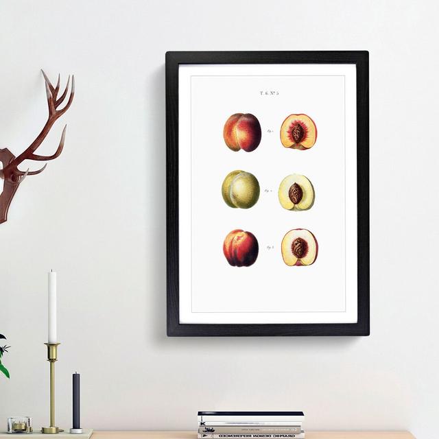 Study of Peaches by Pierre-Joseph Redoute - Picture Frame Painting Print East Urban Home Frame Option: Black Framed, Size: 48cm H x 36cm W x 2cm D on Productcaster.