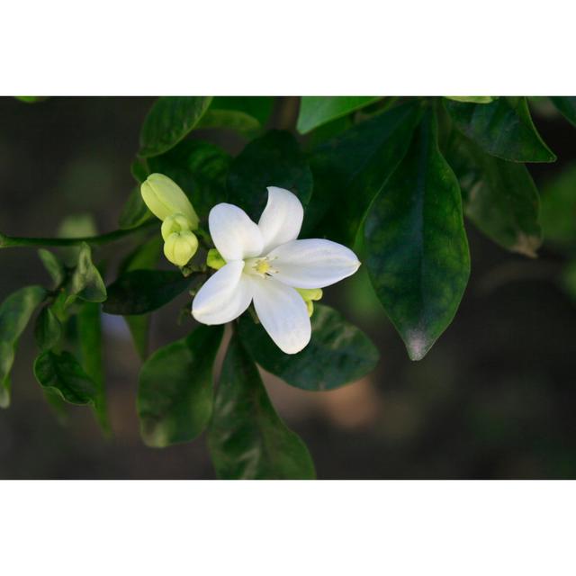 Lemon Tree Flower by Zelg - No Frame Print on Canvas 17 Stories Size: 30cm H x 46cm W on Productcaster.