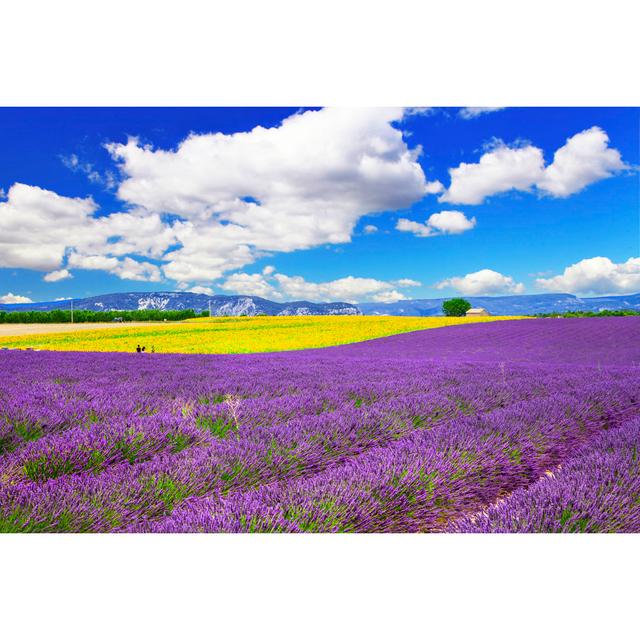 Flory Violet Fields on Provence - Wrapped Canvas Photograph House of Hampton Size: 30cm H x 46cm W x 3.8cm D on Productcaster.