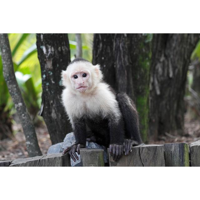 Freund White Headed Capuchin Monkey - Wrapped Canvas Photograph 17 Stories Size: 61cm H x 91cm W x 3.8cm D on Productcaster.