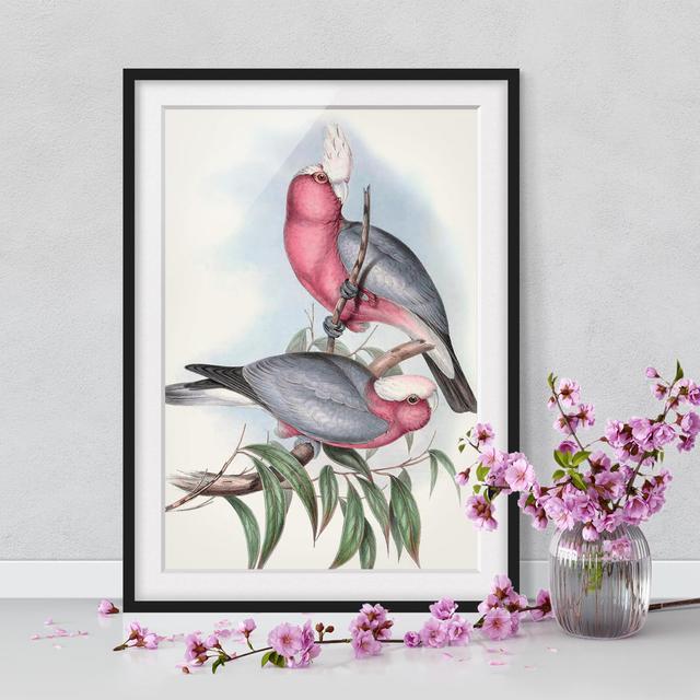 Pastel Parrots II - Picture Frame Graphic Art Rosalind Wheeler Frame Option: Black, Size: 55cm H x 40cm W x 2cm D on Productcaster.