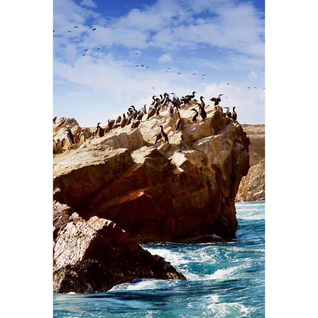 Guanay cormorants and humboldt penguins House of Hampton Size: 91cm H x 61cm W x 3.8cm D on Productcaster.