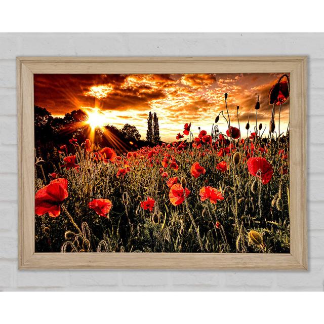 Red Poppy Field At Sunset - Single Picture Frame Art Prints Ophelia & Co. Size: 29.7cm H x 42cm W on Productcaster.