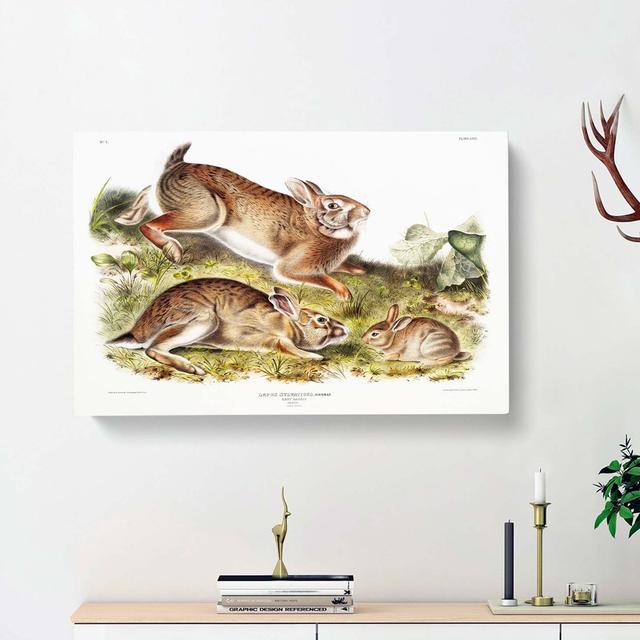 Grey Rabbits by J.W. Audubon - Wrapped Canvas Painting Print East Urban Home Size: 40cm H x 60cm W x 3cm D on Productcaster.