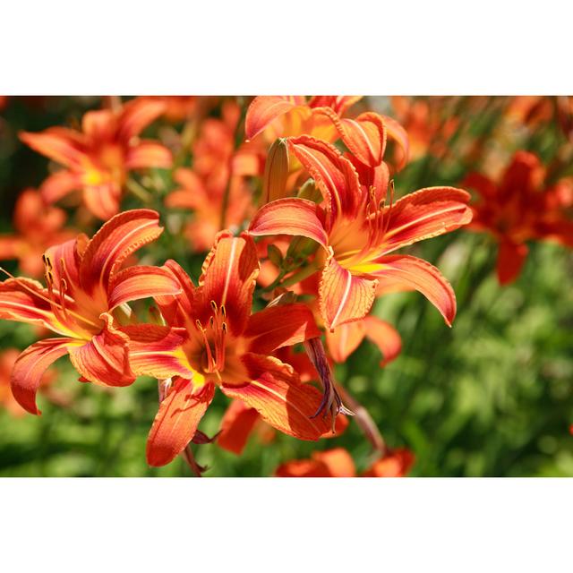 Orange Lilies by Kvkirillov - Wrapped Canvas Photograph Ebern Designs Size: 51cm H x 76cm W on Productcaster.