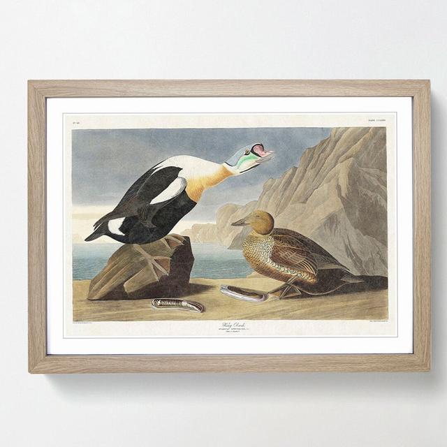 King Duck Bird by John James Audubon - Picture Frame Graphic Art Print East Urban Home Frame Option: Oak Framed, Size: 36cm H x 48cm W x 2cm D on Productcaster.