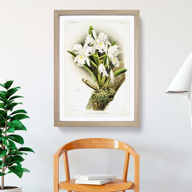 Magnolia Flowers Illustration Tab.85 by Frederick Sander - Picture Frame Art Print East Urban Home Size: 91cm H x 60cm W x 2cm D, Frame Option: Oak on Productcaster.