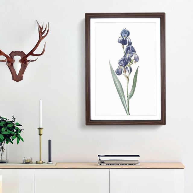 Dalmatian Iris by Pierre-Joseph Redoute - Picture Frame Painting Print East Urban Home Size: 65cm H x 48cm W x 2cm D, Frame Option: Walnut Framed on Productcaster.