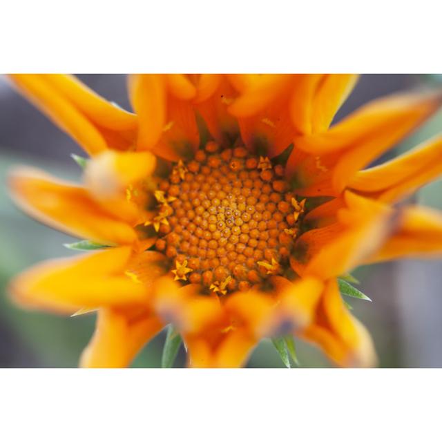 Closeup Of Arnica by Bessefr - Wrapped Canvas Print 17 Stories Size: 51cm H x 76cm W on Productcaster.