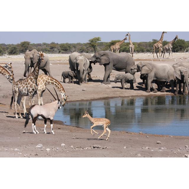 Wildlife in Namibia by Riccardo67 - Wrapped Canvas Photograph 17 Stories Size: 81cm H x 122cm W on Productcaster.