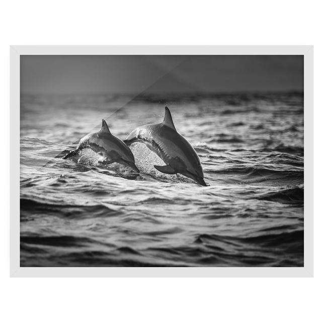 Picture With Frame - Two Jumping Dolphins - Landscape 3:4 Highland Dunes Size: 40cm H x 55cm W x 2cm D, Framed Option: White Framed on Productcaster.