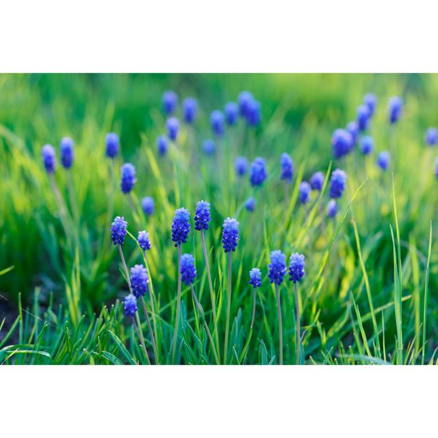 Blue Spring Flowers - Wrapped Canvas Photograph 17 Stories Size: 20cm H x 30cm W on Productcaster.