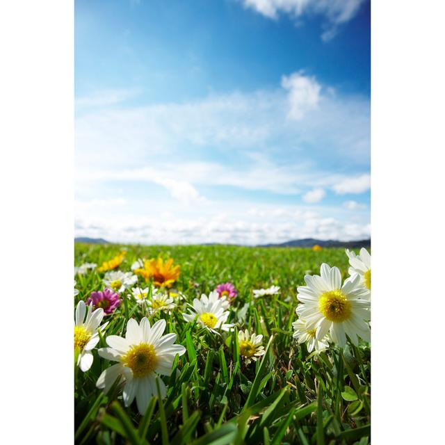 Meadow With Flowers by ALEAIMAGE - No Frame Art Prints on Canvas 17 Stories Size: 76cm H x 51cm W on Productcaster.