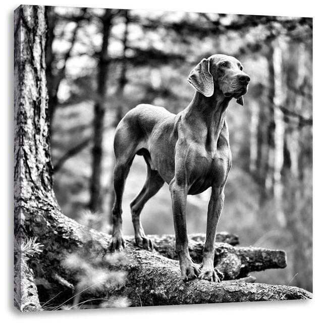 Leinwandbild Edler Weimaraner im Wald East Urban Home Größe: 70 cm H x 70 cm B on Productcaster.