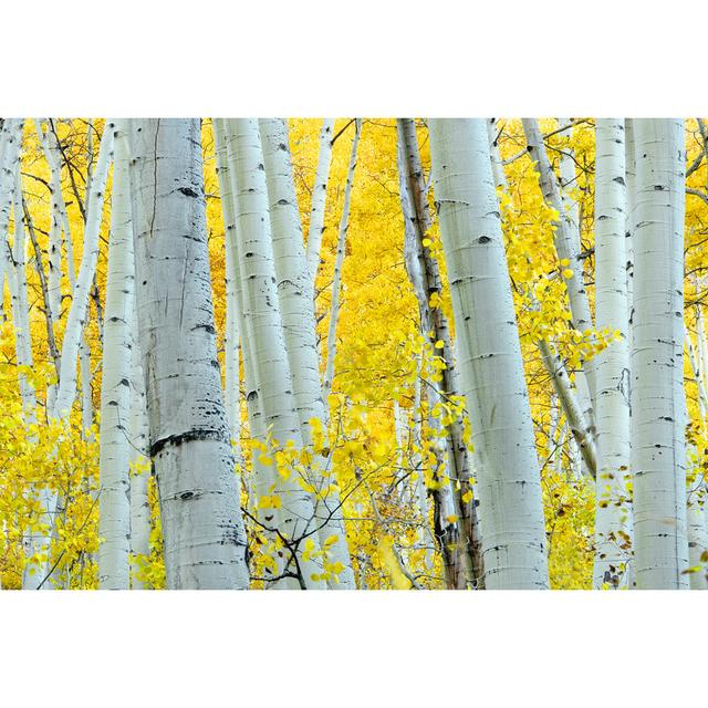 Landscape Autumn Aspen Tree by Amygdala_imagery - Wrapped Canvas Print Alpen Home Size: 51cm H x 76cm W on Productcaster.