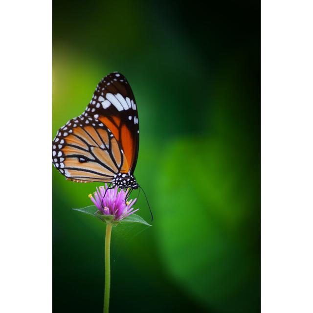 Butterflies by Beerphotographer - Wrapped Canvas Print Brambly Cottage Size: 51cm H x 76cm W on Productcaster.