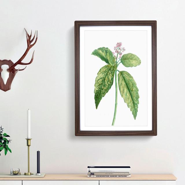 Japanese Laurel Flowers by Pierre-Joseph Redoute - Picture Frame Graphic Art Print East Urban Home Size: 36cm H x 27cm W x 2cm D, Frame Option: Walnut on Productcaster.