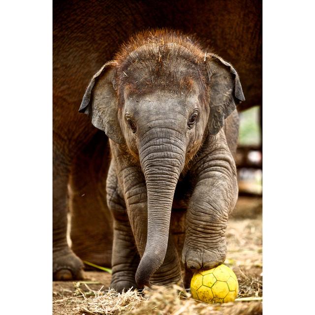 Baby Elephant - Wrapped Canvas Print 17 Stories Size: 76cm H x 51cm W x 3.8cm D on Productcaster.