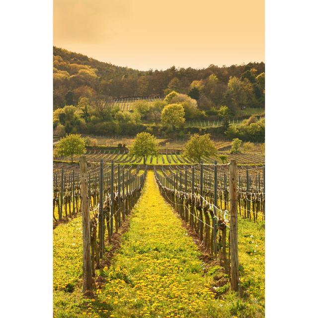 Anamosa Spring Vineyard by Fontanis - No Frame Print on Canvas Latitude Run Size: 91cm H x 61cm W x 3.8cm D on Productcaster.