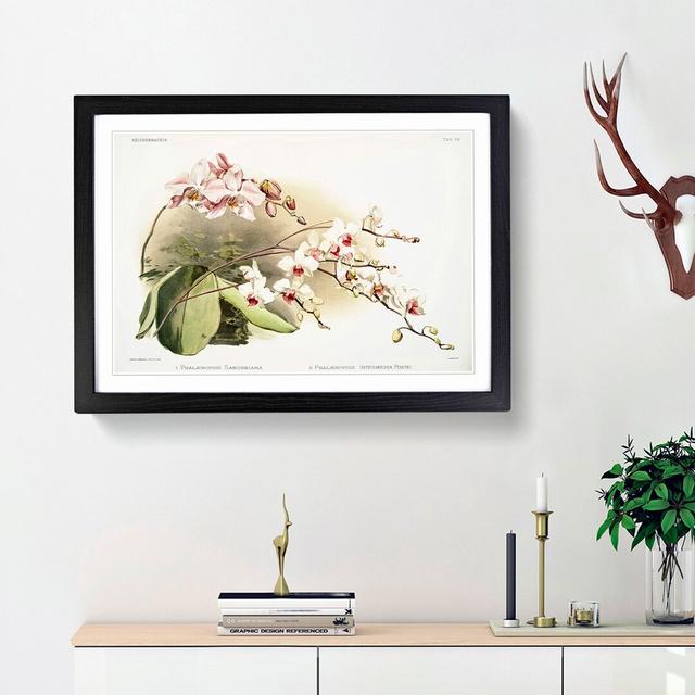 Magnolia Flowers Illustration Tab. 68 by Frederick Sander - Picture Frame Art Print East Urban Home Frame Option: Black Framed, Size: 27cm H x 36cm W on Productcaster.