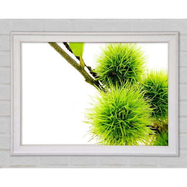 Green Pom Poms Framed Print Ebern Designs Size: 21cm H x 29.7cm W x 1.5cm D on Productcaster.