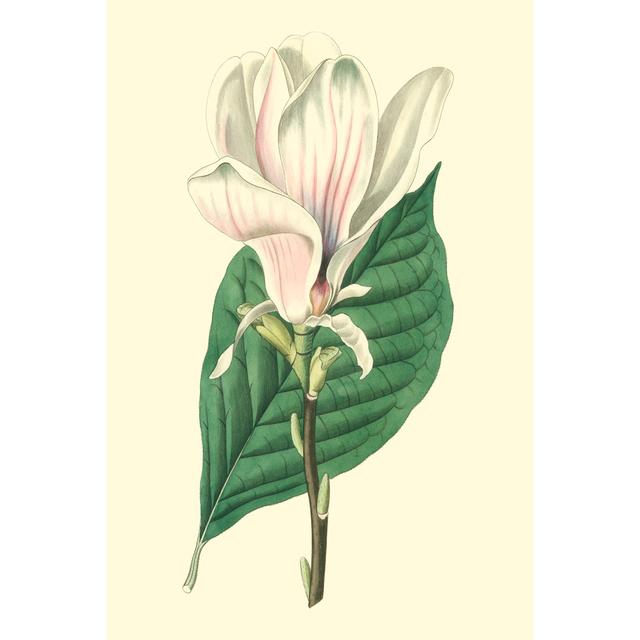 Yulan Magnolia - Wrapped Canvas Painting Rosalind Wheeler Size: 91cm H x 61cm W x 3.8cm D on Productcaster.