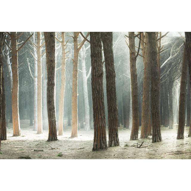 Pine Tree Forest - Wrapped Canvas Print Alpen Home Size: 51cm H x 76cm W on Productcaster.