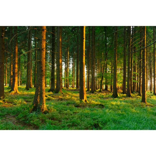 Sunlit Spruce Forest by Avtg - Wrapped Canvas Art Prints Alpen Home Size: 61cm H x 91cm W on Productcaster.