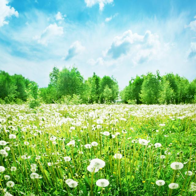 Landscape of Dandelion Field by Elenavolkova - Wrapped Canvas Photograph Marlow Home Co. Size: 91cm H x 91cm W on Productcaster.