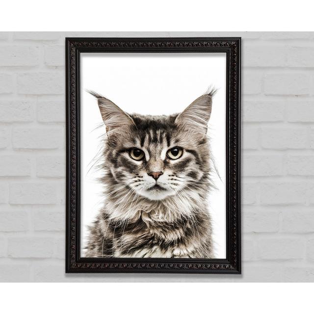 Cat Face Beauty Framed Print Bright Star Size: 29.7cm H x 42cm W on Productcaster.