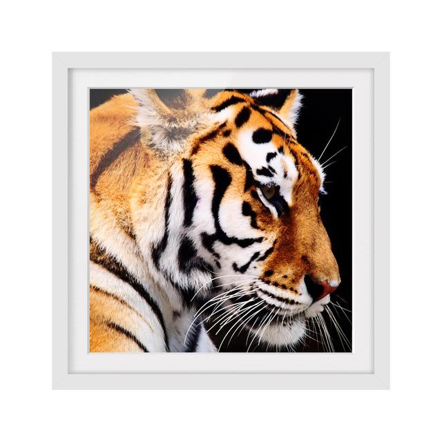 Tiger Beauty - Picture Frame Graphic Art Latitude Vive Frame Option: White Framed, Size: 50cm H x 50cm W x 2cm D on Productcaster.