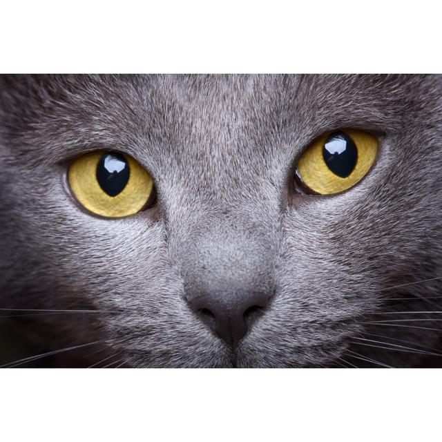 Portrait Of A Beautiful Chartreux Cat Close-up Latitude Run Size: 20cm H x 30cm W on Productcaster.