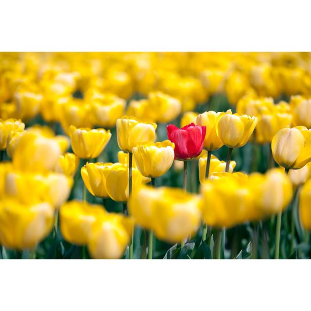 Single Red Tulip In Field by KingWu - No Frame Art Prints on Canvas 17 Stories Size: 81cm H x 122cm W on Productcaster.