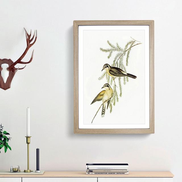 Black-Eared Cuckoos by Elizabeth Gould - Picture Frame Art Print East Urban Home Frame Option: Oak Framed, Size: 65cm H x 48cm W x 2cm D on Productcaster.