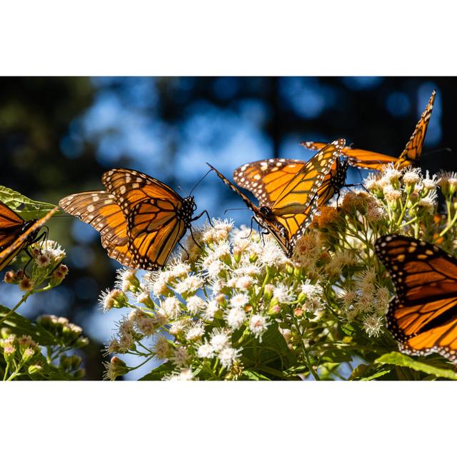 Guerrera Monarch Butterflies by Maximilian Winter - Print Latitude Run Size: 51cm H x 76cm W x 3.8cm D on Productcaster.