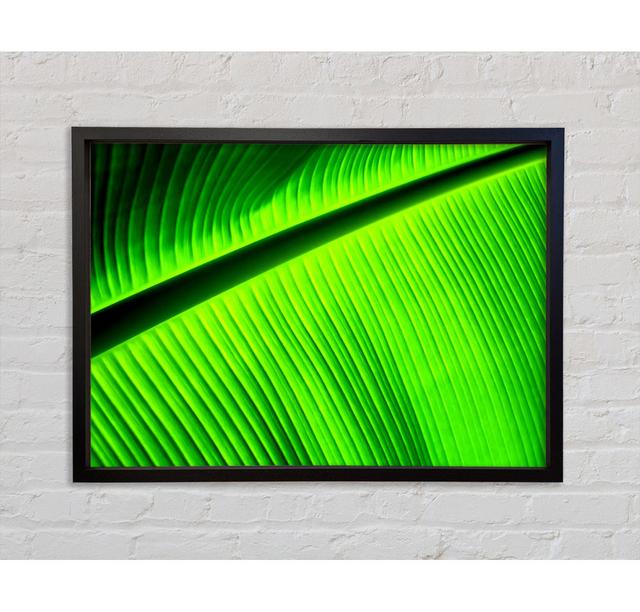 Light Of The Green Leaf Framed Print Bright Star Size: 59.7cm H x 84.1cm W on Productcaster.