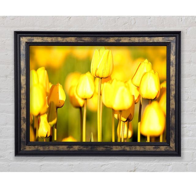 Yellow Tulips In The Garden - Single Picture Frame Art Prints Bright Star Size: 84.1cm H x 142.2cm W x 8cm D on Productcaster.