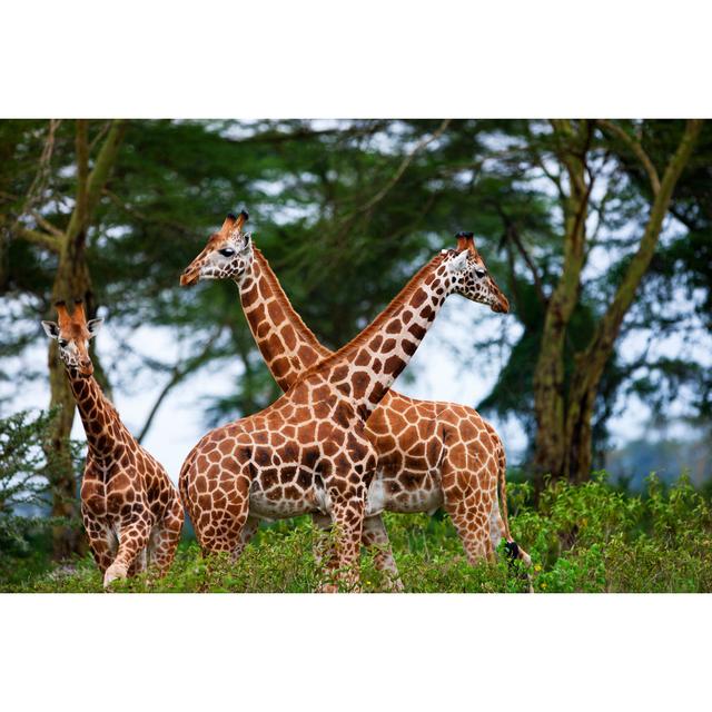 Rosenbalm Rothschild's Giraffe - Wrapped Canvas Photograph Latitude Run Size: 81cm H x 122cm W x 3.8cm D on Productcaster.