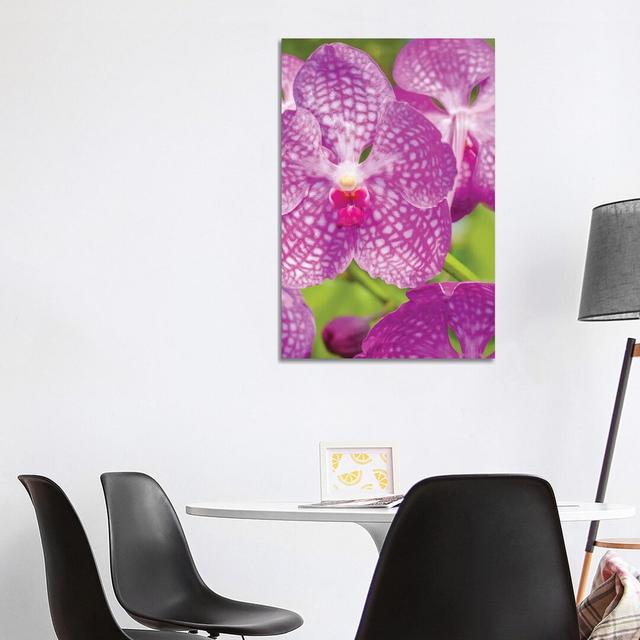 Close-Up Of Orchid Flowers, Sarasota, Florida, USA by Panoramic Images - Wrapped Canvas Gallery-Wrapped Canvas Giclée Ebern Designs Format: Wrapped Ca on Productcaster.