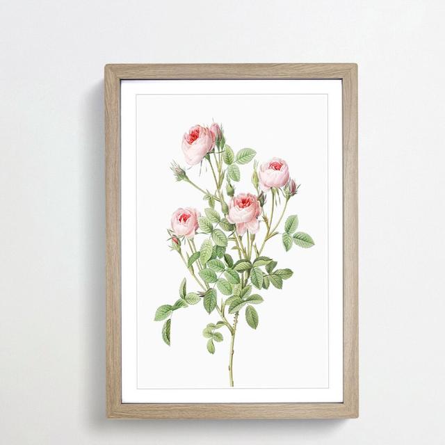 Pink Roses by Pierre-Joseph Redoute - Picture Frame Graphic Art Print on MDF East Urban Home Frame Option: Oak Framed, Size: 36cm H x 27cm W x 2cm D on Productcaster.