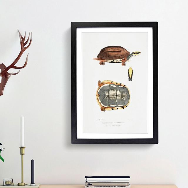 Three Banded Box Terrapin by John Edward Gray - Picture Frame Painting Print East Urban Home Size: 48cm H x 36cm W x 2cm D, Frame Option: Black Framed on Productcaster.