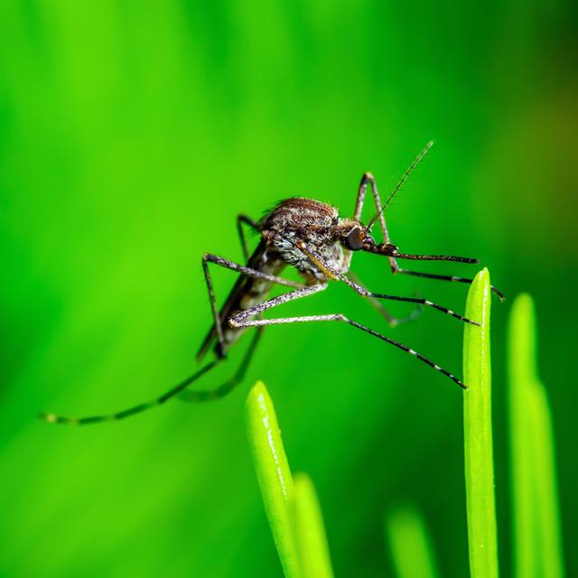 Symonds Culex Mosquito - Wrapped Canvas Photograph Latitude Run Size: 91cm H x 91cm W x 3.8cm D on Productcaster.