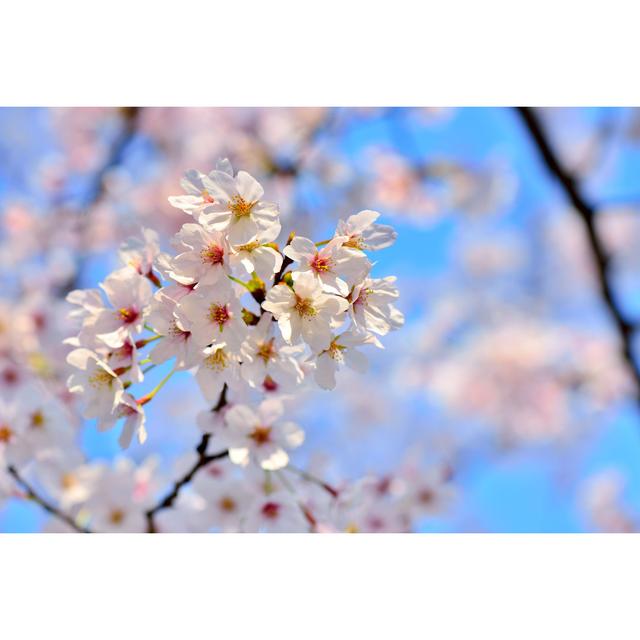 Beautiful Cherry Blossoms by Zorazhuang - No Frame Art Prints on Canvas Latitude Run Size: 81cm H x 122cm W on Productcaster.