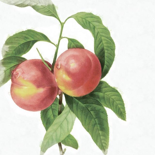 Peach Not Antique - Wrapped Canvas Painting Print August Grove Size: 91cm H x 91cm W x 3.8cm D on Productcaster.