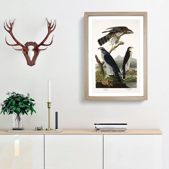 Goshawks & Stanley Hawk by John James Audubon - Picture Frame Painting Print East Urban Home Frame Option: Oak Framed, Size: 87cm H x 62cm W x 2cm D on Productcaster.