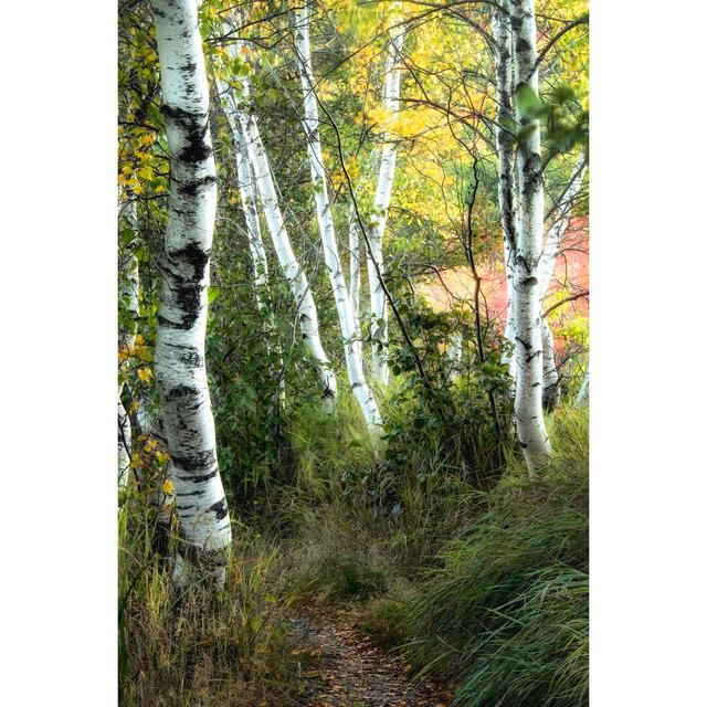 Birch Path III by Danny Head - Wrapped Canvas Photograph Union Rustic Size: 76cm H x 51cm W on Productcaster.